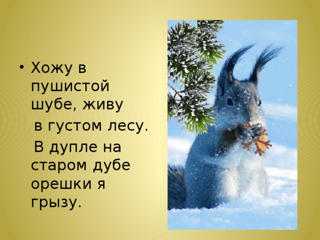 Хожу в пушистой шубе, живу  в густом лесу.  В дупле на старом дубе орешки я грызу.  