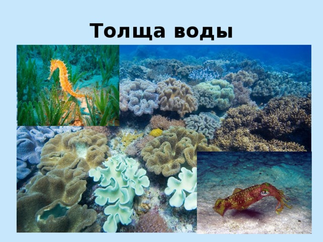 Толща воды 