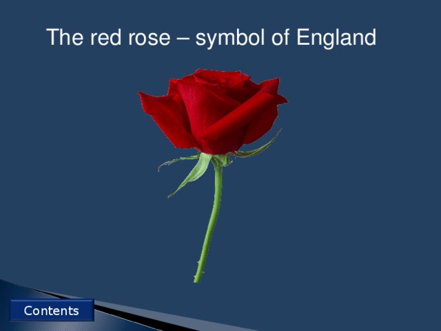 England symbol red rose. Red Rose symbol. Red Rose symbol of England. The symbol of England is Red Rose. The Red Rose is a symbol of.