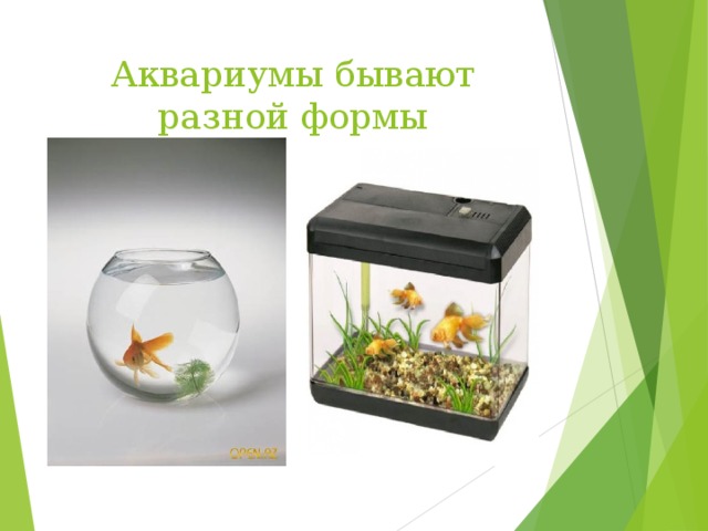 Аквариумы бывают разной формы 