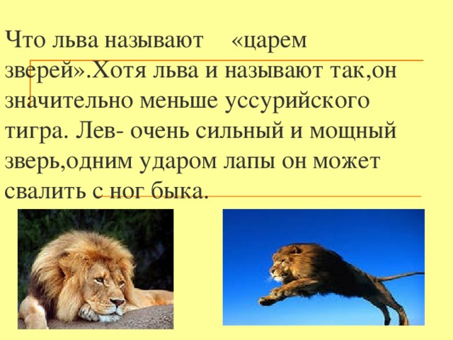 Чтобы быть царем зверей. Льва называют царем зверей. Почему Льва называют царем зверей. Сила (Лев). Почему Льва называют царём.