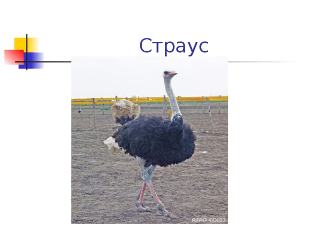 Страус 