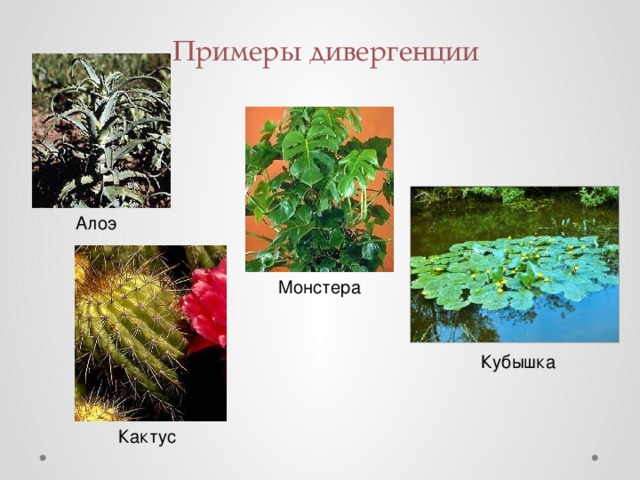Дивергенция примеры животных и растений