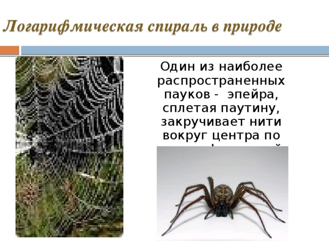 Логарифмическая спираль в природе. Логарифмическая спираль в природе паутина. Паук логарифмическая спираль. Паутина паука в логарифмической спирали. Логарифмическая спираль паутина фото.