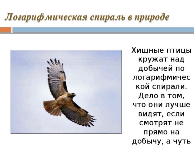 Логарифмическая спираль в природе Хищные птицы кружат над добычей по логарифмической спирали. Дело в том, что они лучше видят, если смотрят не прямо на добычу, а чуть в сторону. 