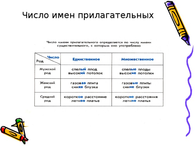 Имена под числом. Изменение имен прилагательных по числам. Определение числа имен прилагательных. Как определить число имен прилагательных. Число имён прилагательных 3.