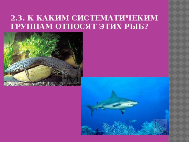 2.3. К каким систематичеким группам относят этих рыб? 