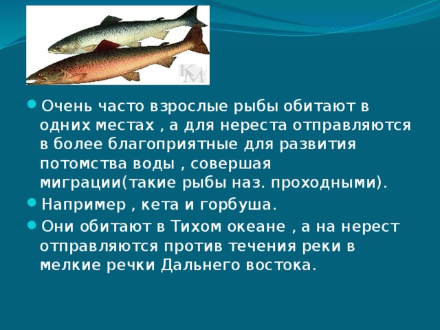Тип развития щуки. Миграция рыб. Размножение рыб нерест. Миграция рыб презентация. Интересные факты о миграции рыб.