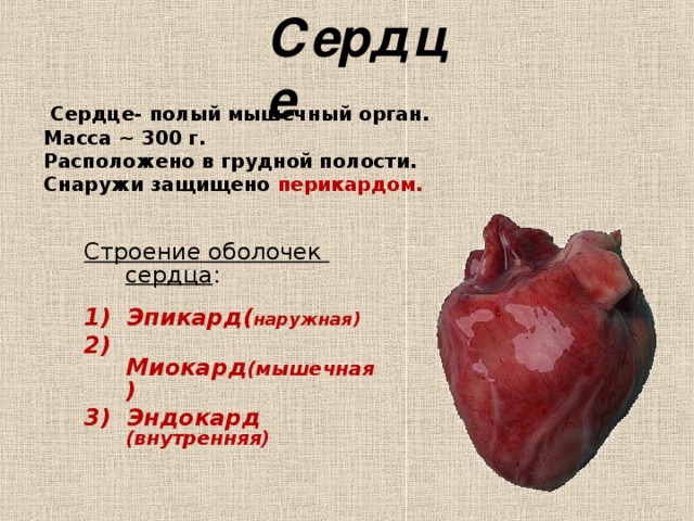 Сердце   Сердце- полый мышечный орган. Масса ~ 300 г. Расположено в грудной полости. Снаружи защищено перикардом. Строение оболочек сердца : 1) Эпикард( наружная) 2) Миокард (мышечная ) 3) Эндокард (внутренняя) 
