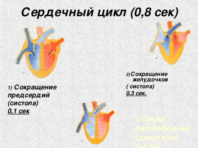 Сердечный цикл (0,8 сек) 2)  Сокращение  желудочков ( систола) 0,3 сек. 1) Сокращение предсердий (систола) 0,1 сек 3) Пауза - расслабление (диастола) 0,4 сек 