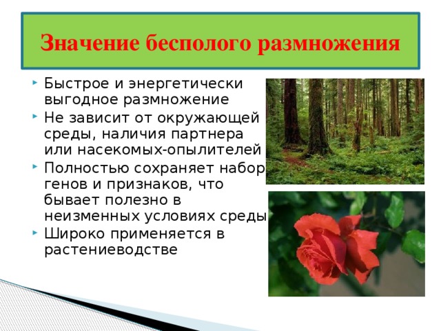 Значение бесполого размножения Быстрое и энергетически выгодное размножение Не зависит от окружающей среды, наличия партнера или насекомых-опылителей Полностью сохраняет набор генов и признаков, что бывает полезно в неизменных условиях среды Широко применяется в растениеводстве 