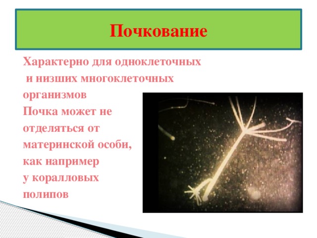 Почкование термин. Почкование характерно для. Особенности почкования. Почкование многоклеточных. Почкование примеры организмов.