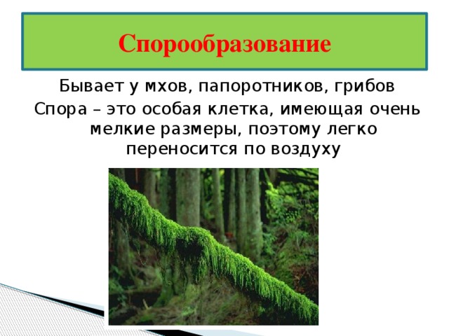 Споры у мхов созревают в особых органах. Спорообразование папоротника. Спорообразование у мхов. Споруляция у мхов. Спорообразование у мхов и папоротников.