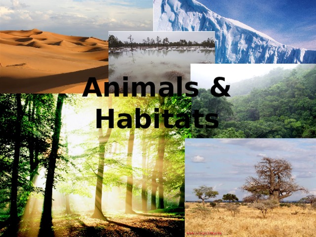 Animals & Habitats 