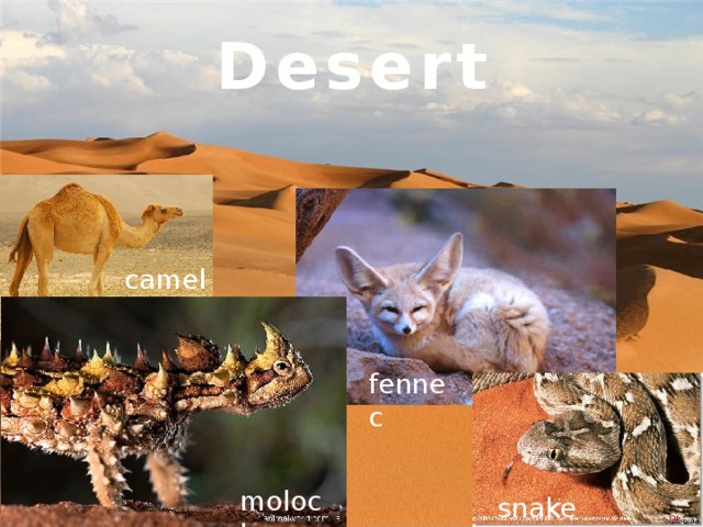 Desert camel fennec moloсh snake 