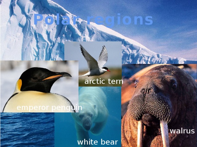 Polar regions arctic tern emperor  penguin walrus white bear 