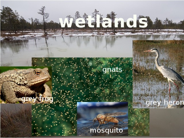 wetlands gnats grey frog grey heron mosquito  
