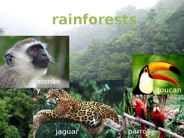  rainforests monkey toucan parrot jaguar 