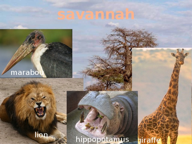 savannah marabou lion hippopotamus giraffe 