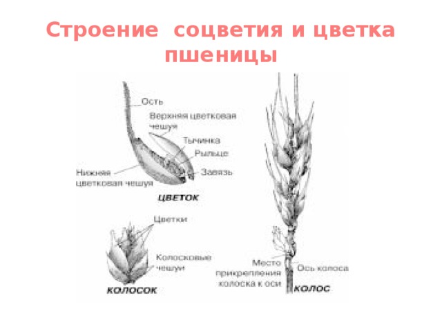 Цветок пшеницы схема