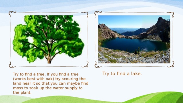Try to find a tree. If you find a tree (works best with oak) try scouring the land near it so that you can maybe find moss to soak up the water supply to the plant. Try to find a lake.