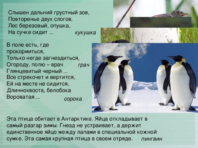 Слышен дальний грустный зов,  Повторенье двух слогов.  Лес березовый, опушка,  На сучке сидит ... кукушка В поле есть, где прокормиться,  Только негде загнездиться,  Огороду, полю – врач  Глянцевитый черный ... грач Все стрекочет и вертится,  Ей на месте не сидится,  Длиннохвоста, белобока  Вороватая ... сорока Эта птица обитает в Антарктике. Яйца откладывает в самый разгар зимы. Гнезд не устраивает, а держит единственное яйцо между лапами в специальной кожной сумке. Эта самая крупная птица в своем отряде. пингвин 