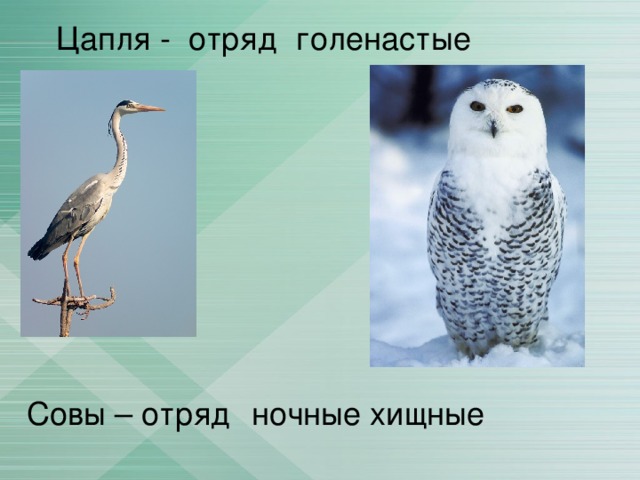Цапля - отряд голенастые Совы – отряд ночные хищные 