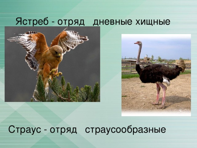 Ястреб - отряд дневные хищные Страус - отряд страусообразные 