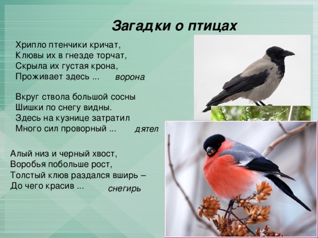 Загадки о птицах Хрипло птенчики кричат,  Клювы их в гнезде торчат,  Скрыла их густая крона,  Проживает здесь ... ворона Вкруг ствола большой сосны  Шишки по снегу видны.  Здесь на кузнице затратил  Много сил проворный ... дятел Алый низ и черный хвост,  Воробья побольше рост,  Толстый клюв раздался вширь –  До чего красив ... снегирь 