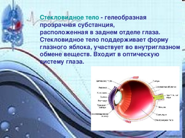 Стекловидное тело это. Стекловидное тело строение и функции. Функции стекловидного тела глаза. Стеклофидное тело ГЛАЗАФУНКЦИИ.