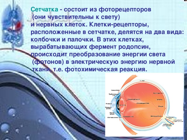 Хрусталик формирует на сетчатке какое изображение