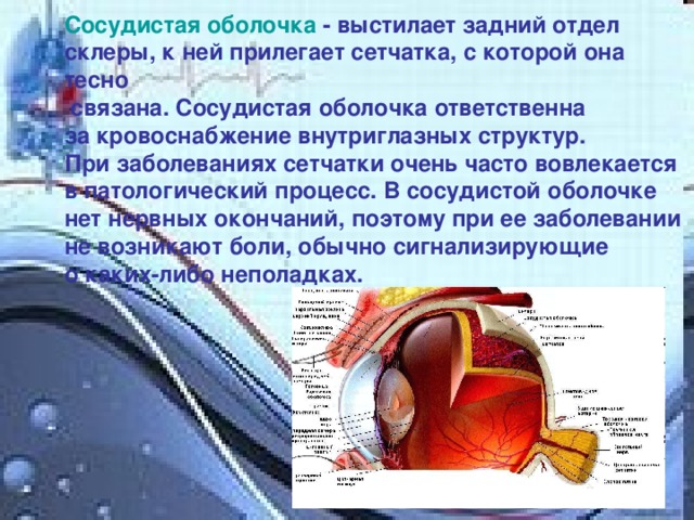 Отверстие в сосудистой оболочке. Сосудистая оболочка. Задний отдел сосудистой оболочки. Собственно сосудистая оболочка строение. Сосудистая оболочка расположена между склерой и.