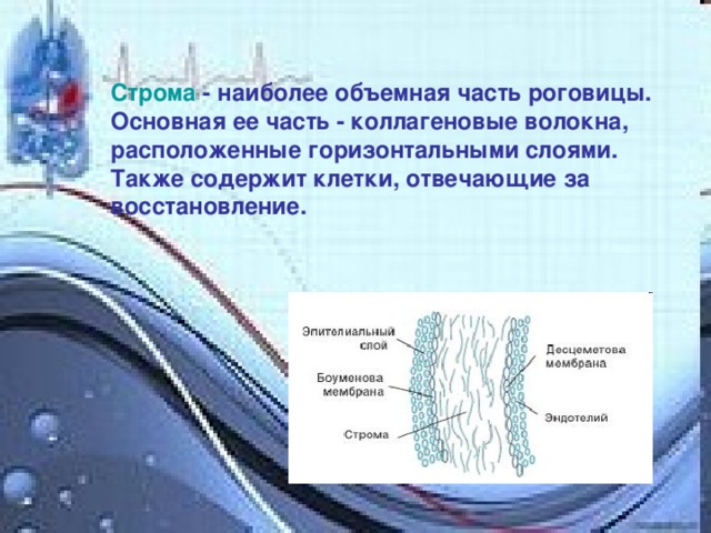 Коллагеновые волокна картинка