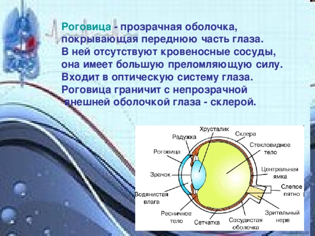 Выберите три верно обозначенные подписи к рисунку строение глаза роговица стекловидное тело