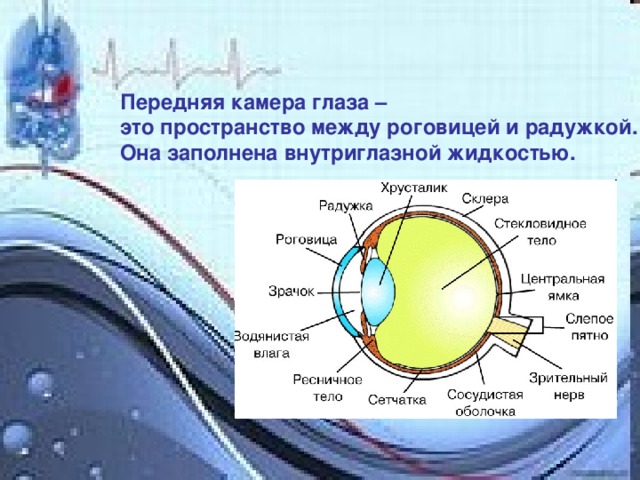 Передняя камера глаза