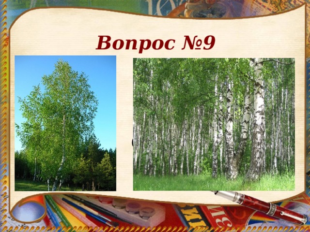 Вопрос №9 береза  