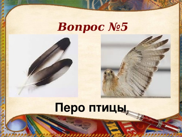 Вопрос №5 Перо птицы 
