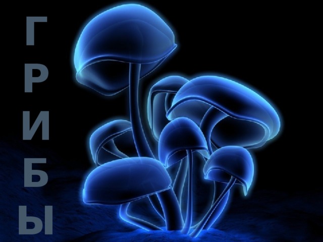 Г Р И Б Ы 