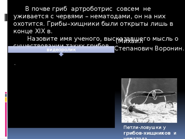 В почве гриб артроботрис совсем не уживается с червями – нематодами, он на них охотится. Грибы–хищники были открыты лишь в конце XIX в.  Назовите имя ученого, высказавшего мысль о существовании таких грибов…  (Михаил Степанович Воронин.) видеоролик . Петли-ловушки у грибов - хищников и нематода . 7 