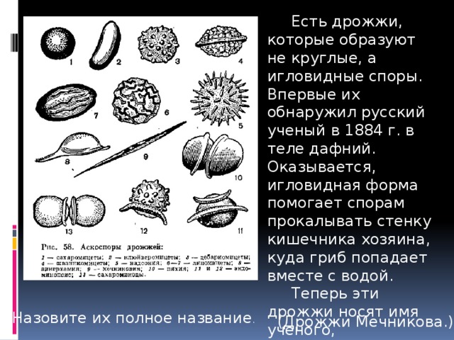  Есть дрожжи, которые образуют не круглые, а игловидные споры. Впервые их обнаружил русский ученый в 1884 г. в теле дафний. Оказывается, игловидная форма помогает спорам прокалывать стенку кишечника хозяина, куда гриб попадает вместе с водой.  Теперь эти дрожжи носят имя ученого, обнаружившего их. Назовите их полное название . (Дрожжи Мечникова.) 