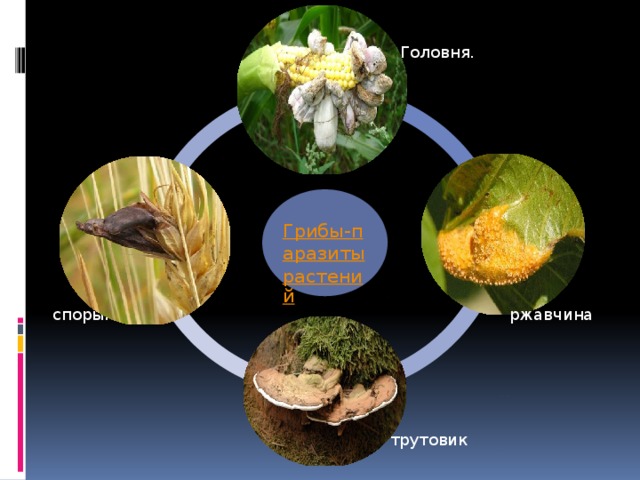 Головня. Грибы-паразиты растений спорынья ржавчина трутовик 7 