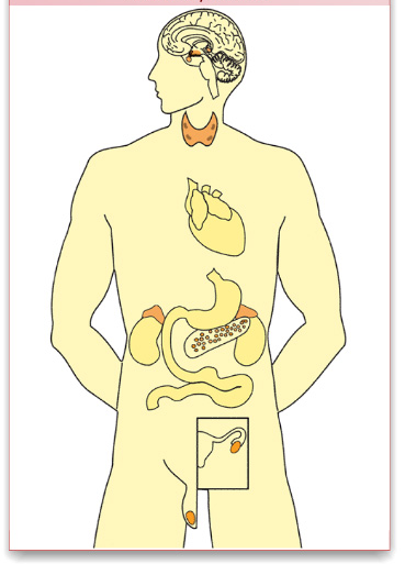 Рисунок эндокринной системы человека. Эндокринная система человека без подписей. Железы внутренней секреции человека без подписей. Железы внутренней секреции человека рисунок. Эндокринная система без надписей.