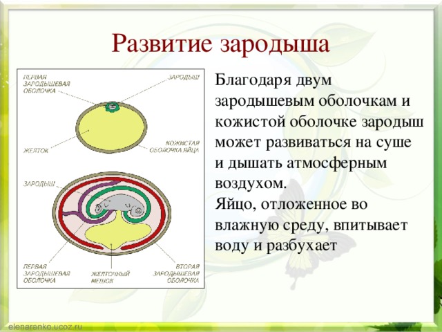 Схема развития зародыша