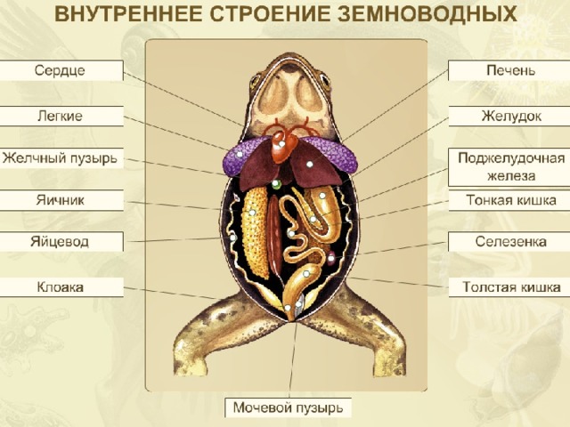 Схема строения земноводных