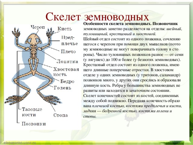 Сколько позвонков у земноводных