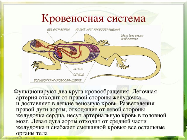 Смешанная кровь у рептилий. Схема кровеносной системы ящерицы. Кровеносная система пресмыкающихся. Кровеносная система рептилий. Кровеносная система ящерицы два круга.