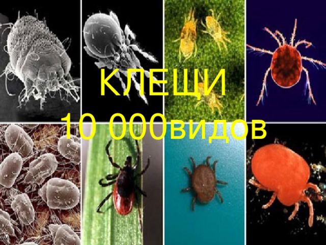 Проект на тему клещи