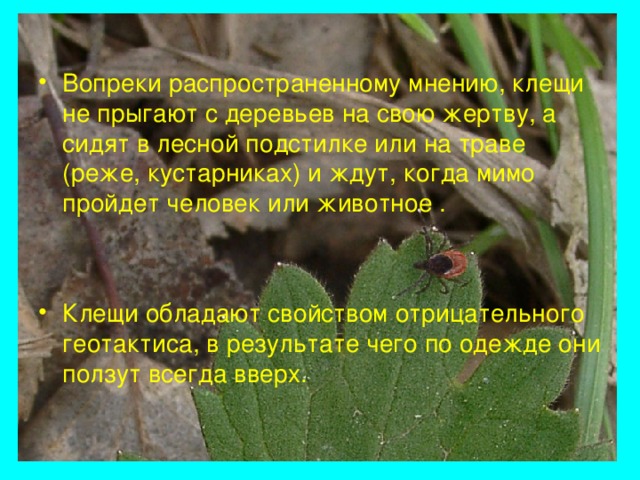 Вопреки распространенных мнений корни
