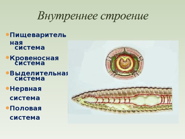 Тело состоит из трех слоев клеток. Кольчатые черви половая система. Жизненный цикл кольчатых червей схема биология 7. Кольчатые черви признаки внутренний осевой скелет. Полова система круглогогочервя.