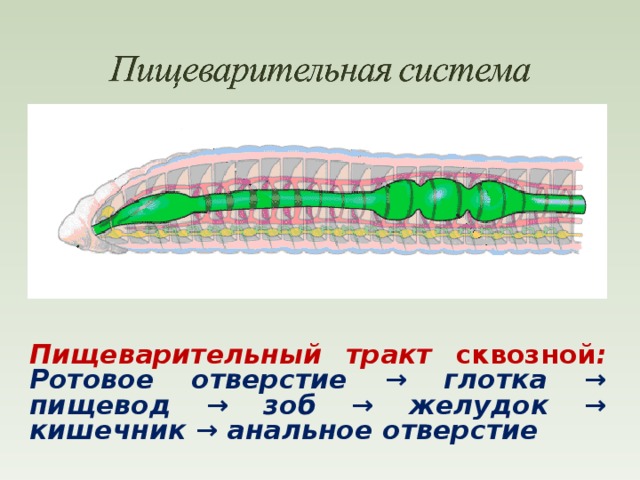 Строение пищеварительной системы червя. Характеристика пищеварительной системы кольчатых червей. Сквозная пищеварительная система у кольчатых червей. Выделительная система круглых червей. Выделительная система круглых червей рисунок.
